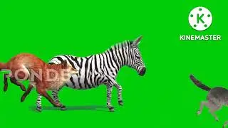 animal stampede pond5 green screen 2