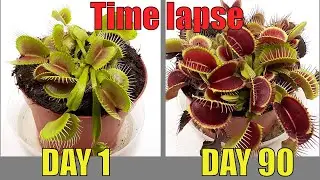 Venus flytrap 90 days time lapse 