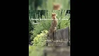 какой вы тип? #fly #memes #original #youtubeshorts #or #song #лето #зима