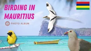 Birding in Mauritius