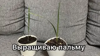 Как вырастить из семечки пальму