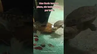 O SonicFlix - Episódio 07