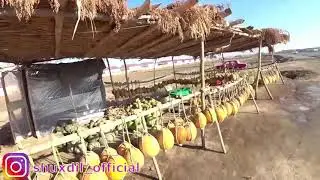 ШОББОЗ КОВУНЛАРИНИ СОГИНГАНЛАР УЧУН. КИШГИ КОВУНЛАР