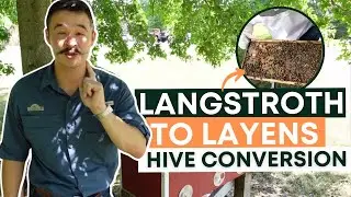 How to TRANSFER Bees BEE FRAME like a PRO? |  LANGSTROTH to LAYENS FRAME
