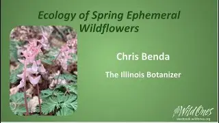 Ecology of Spring Ephemeral Wildflowers