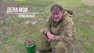 "Дела мои земельные" - Сажаю картошку.
