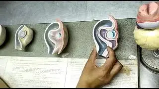 Development of Eye