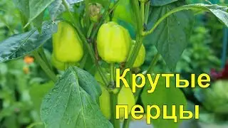 Перец.Паприка.Огород Баварский.