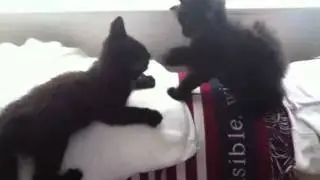 Kittens! Gizmo VS. Shadow