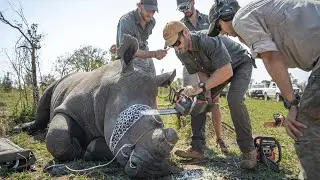 Rhino dehorning - Short Documentary