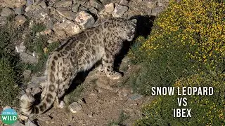 Himalayan Ibex in Peril: The Snow Leopard's Stealthy Pursuit