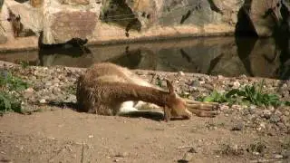 ANIMAL Vicugna Llama rest