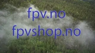 Fog and forest