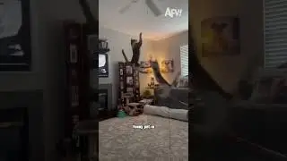 cat funny 🤣 #shorts