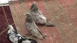 ЕНАКИЕВО.ВЫСТАВКА-ЯРМАРКА ГОЛУБЕЙ 22.01.22