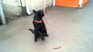 Блэк