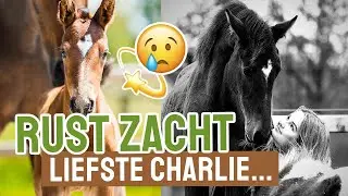 Rust zacht allerliefste Charlie... 😢💫