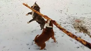 KÖPEKLERİMLE KARDA ORMANA GİTTİK. BULLDOG TEQUİLA KIZANDA.