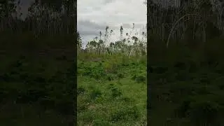 Чудеса природы