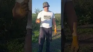 Вольєр для фазанів.