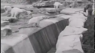 Detroit Zoo Grand Opening