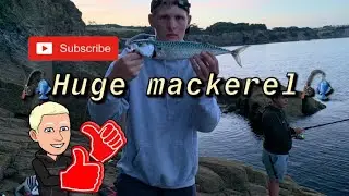 🎣Great Fishing Session Big Mackerel🎣