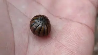 Kutu Kayu Dapat Berguling Menjadi Bola #Armadillidiidae #animal #forest