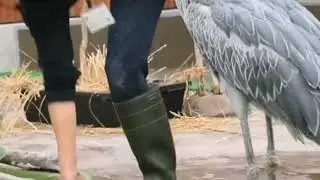 #Birds Bad-ass bird