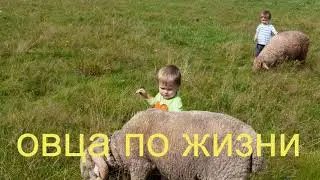 Ботва-Овца пожизни(аудио)