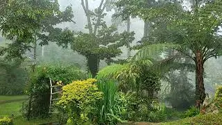 Tidur dalam 3 Menit dengan suasana hujan lebat dan guntur di hutan tropis berkabut