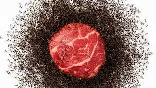 I Fed My Ants Meat, They Went Crazy