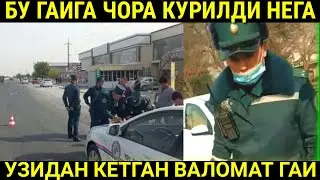 QOYDA BUZAR GAIGA CHORA KO'RILDIMI YOXUD GAILARGA MUMKINMI