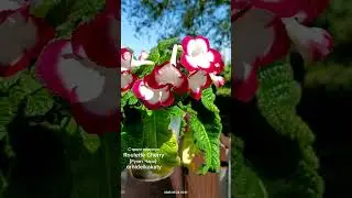 Стрептокарпус Roulette Cherry (Рулет Чери)