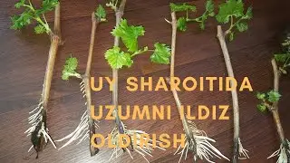 Uy sharoitida uzumni ildiz oldirish 