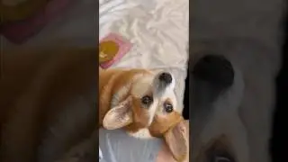 Миссис Пепс 