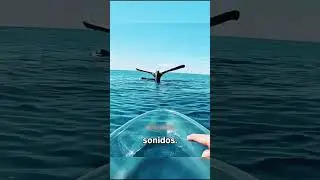 Epic rescue! Trapped whale asks for help 🐋😱