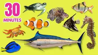 30 Minutes Animal Names In The Ocean For Kids
