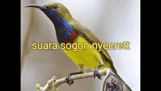 suara burung sogon (sogok ontong) burung kecil suara emas
