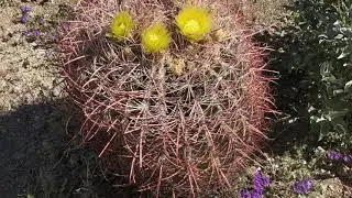Hiking The La Quinta Cove