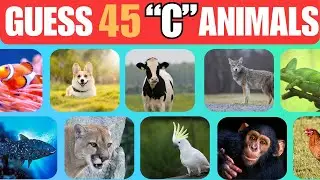 Guess The Animal Quiz - 
