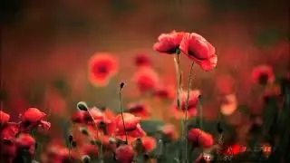 Relaxing Music | Gentle Rain Sounds | Piano Music for Stress Relief and Study