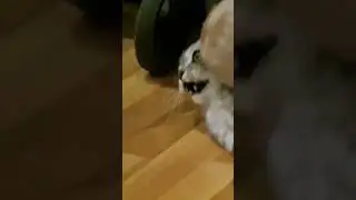 спаси и сохрани) #shorts