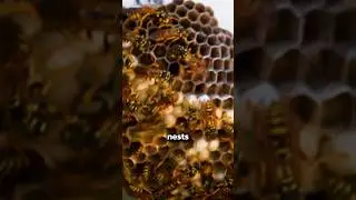 How to get rid of WASP NESTS 🐝