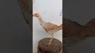 សន្សើមផ្កាព្រៃ