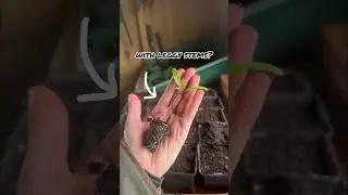 Leggy tomatoes? Here is an easy solution!👌
