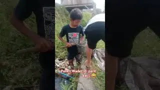Waoo Si Baryo & Alvino Panen Wader 😀 #mancing #mancingmania #ikan #leleliar #strikewader
