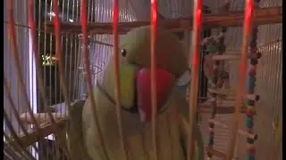 Милый Попугай Гриша и Кучка Йорков / Cute Parrot Grisha and a Bunch of Yorks