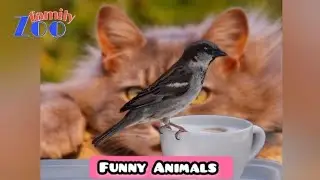 Funny Animal | Funny Animals | Funny Animal Videos | Cats | Funny Cats | Dogs | Zoofamily