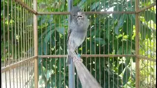 Kompilasi Kenari Gacor | Putar Sekali langsung bikin emosi yang lain #canary #kenari #kenarigacor