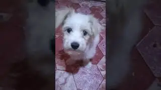 Gusto ko Chimken Mama